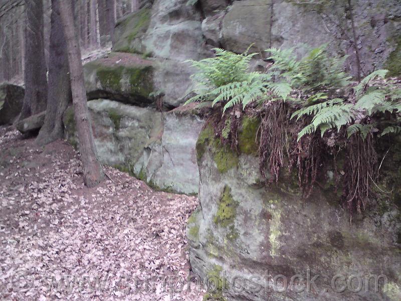 les-kralovstvi-13.jpg - Kapradí se chytilo na skalním schůdku.