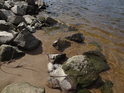 Labská voda omývá kameny na malé písečné pláže a je skutečně dosti čistá.