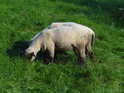 Dvojice ovcí se pase na levobřežní hrázi Labe.