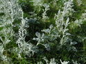 Pobřežní flora v pravobřežní nivě Labe u obce Neufeldkoog jistě není příliš rozmanitá, ale zato velice zajímavá.