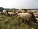 Ovce spásají trávu na levobřežní hrázi Labe u obce Grünendeich.