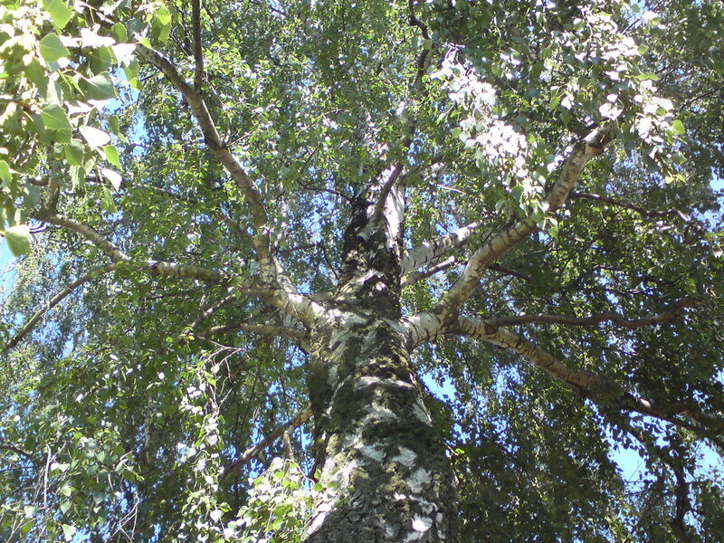 labe-jhk-32.jpg