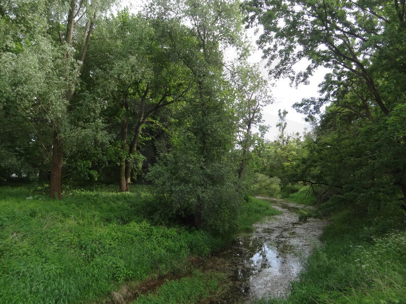 magdeburg-alte-elbe-08.jpg