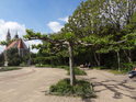Parková úprava stromů na levobřežním nábřeží Stromelbe, Magdeburg.