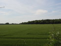 Pšeničné pole v pravobřežní nivě Labe nad městem Mühlberg.