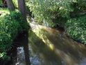 Olše k vodě neodmyslitelně patří, tato zpevňuje levý břeh Opatovického kanálu v Břehách.