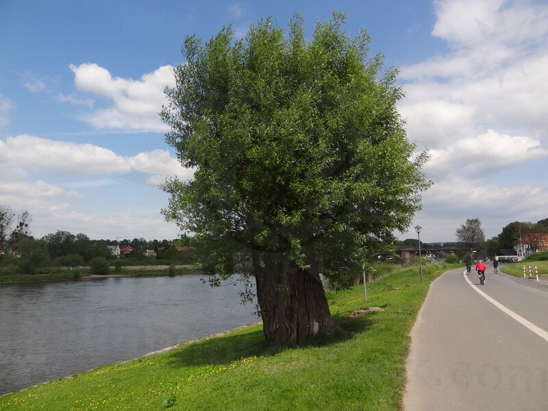 elbe-pirna-22.jpg