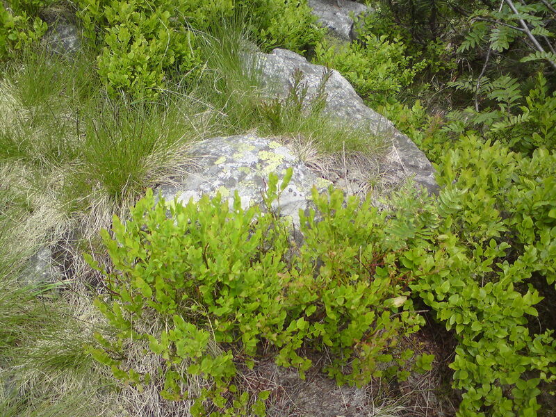 labe-p-pudlava-11.jpg