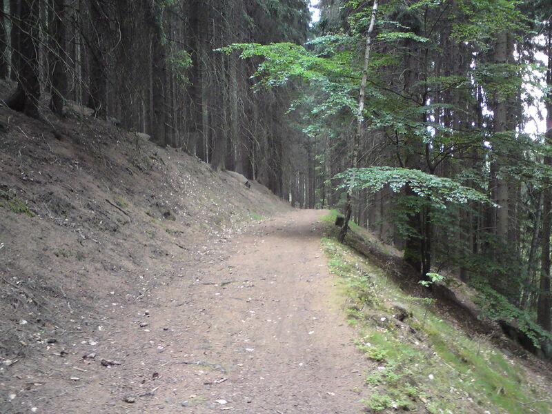 les-kralovstvi-12.jpg - Levobřežní lesní stezka nad přehradní nádrží.