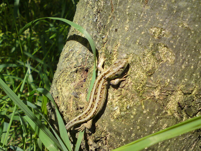 labe-pk-04.jpg