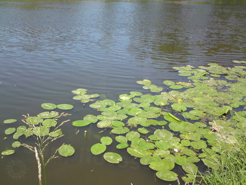 labe-pk-44.jpg