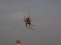 Pavouk křižák si spředl své sítě na zábradlí lávky k přístavnímu molu Stadersand.