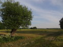 Košíkářská vrba na levém břehu Labe u obce Greudnitz.
