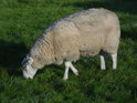 Poklidně se pasoucí ovce v pravobřežní nivě Labe nad soutokem s Pinnau.