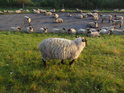 Ovce se na asfaltové komunikaci nechtějí pást, ani na trávě ne, to jsou pořádky...