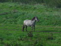 Kůň v nivě Labe na přirozené pastvině.