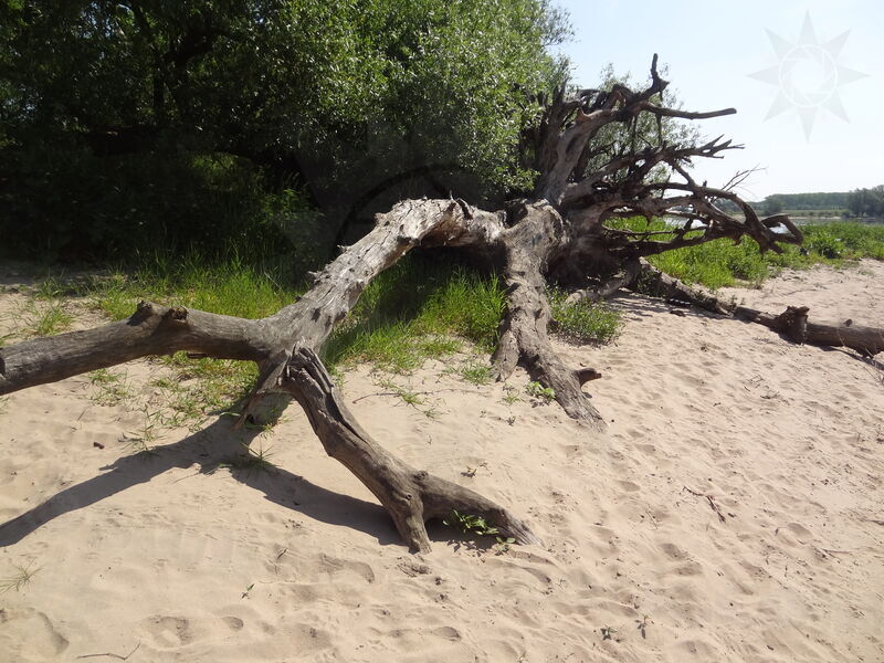 elbe-wittenberge-59.jpg
